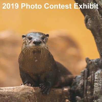 2019 Photo Contest Call for Artist