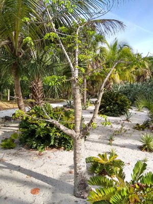 Of Baobabs and Princes: Musings about some Bonnet House Trees