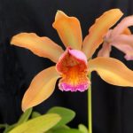 Fort Lauderdale Orchid Society “Orchids Rock!”