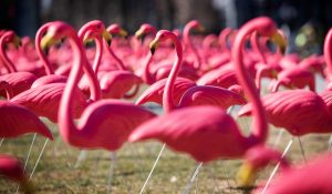 Flamingo Gardens' Flamingo Fest