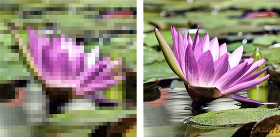 low resolution flower next to high resolution flower
