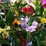 International Orchid & Garden Festival