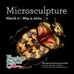 Flamingo Gardens presents Microsculpture; The Insect Portraits of Levon Biss