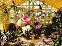 Orchid Care Classes